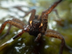 Araneae (Spiders)