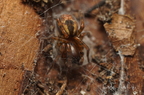 Araneae (Spiders)