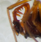 Araneae (Spiders)