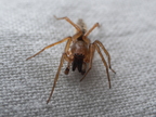 Araneae (Spiders)