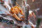 Araneae (Spiders)
