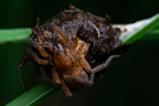 Araneae (Spiders)