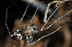 Araneae (Spiders)