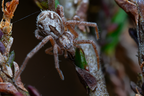 Araneae (Spiders)