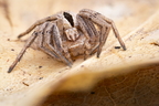 Araneae (Spiders)