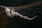 Araneae (Spiders)
