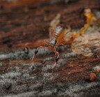 Pseudoscorpiones (Pseudoscorpions)