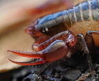 Pseudoscorpiones (Pseudoscorpions)
