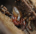 Pseudoscorpiones (Pseudoscorpions)