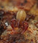 Pseudoscorpiones (Pseudoscorpions)