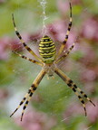 Araneae (Spiders)