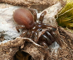 Araneae (Spiders)