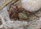Araneae (Spiders)