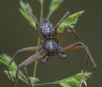 Araneae (Spiders)