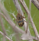 Araneae (Spiders)