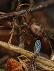 Araneae (Spiders)