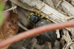 Araneae (Spiders)