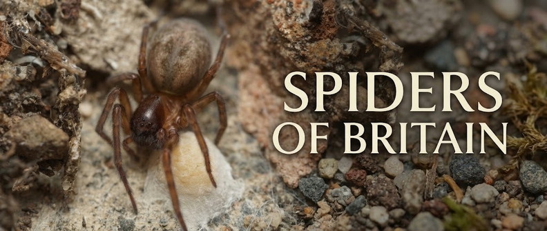Spiders of Britain banner