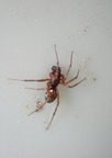 Araneae (Spiders)